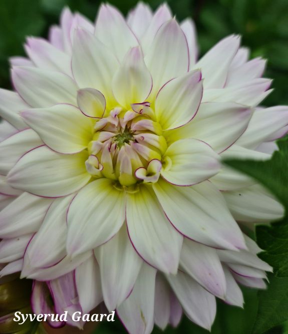Hovedbilde Dahlia Crazy Love 