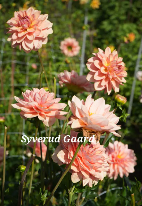 Hovedbilde Dahlia Dolce Eva Nyhet 2027