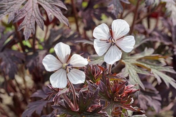 Hovedbilde Geranium pratense Midnight Ghost 1 stykk  Nyhet