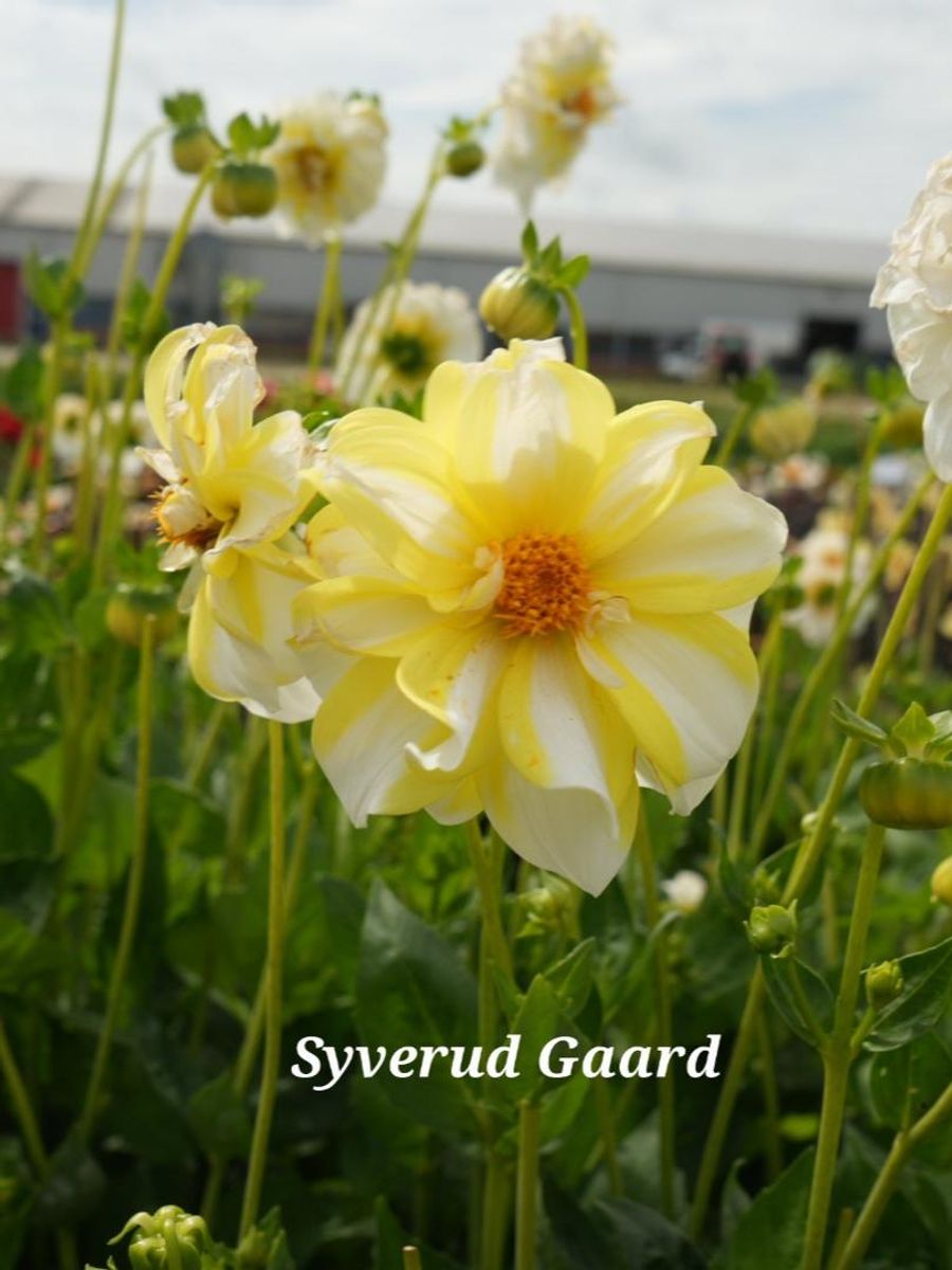 Dahlia Fire And Ice LemonNyhet 2026