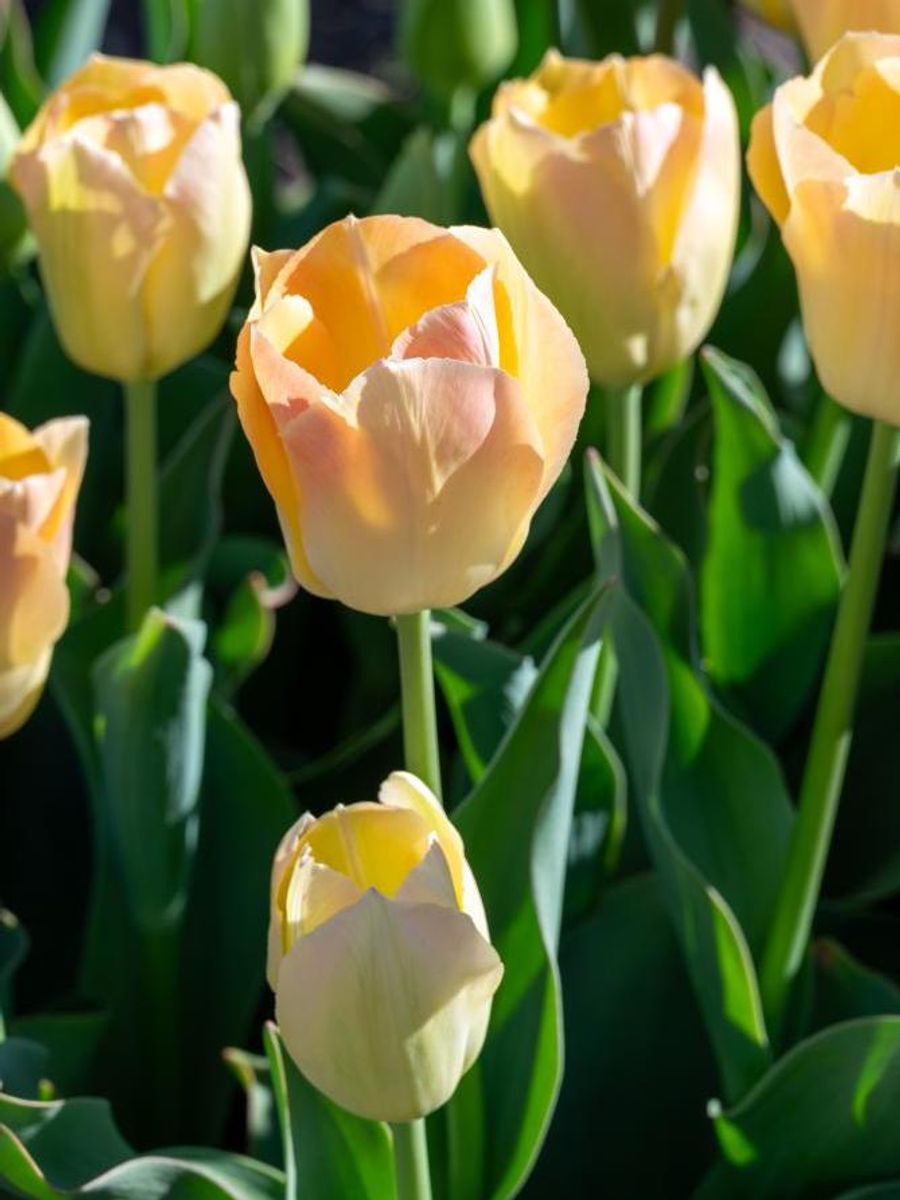Tulipan Jade Maiden 5 stk Nyhet