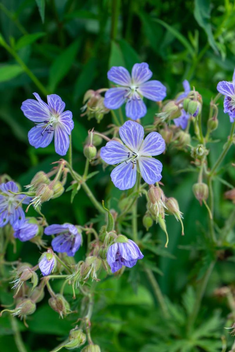 Geranium Pratense Mrs Kendall Clark 