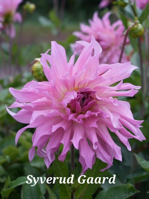 Hovedbilde Dahlia Titan Coral Nyhet 2027