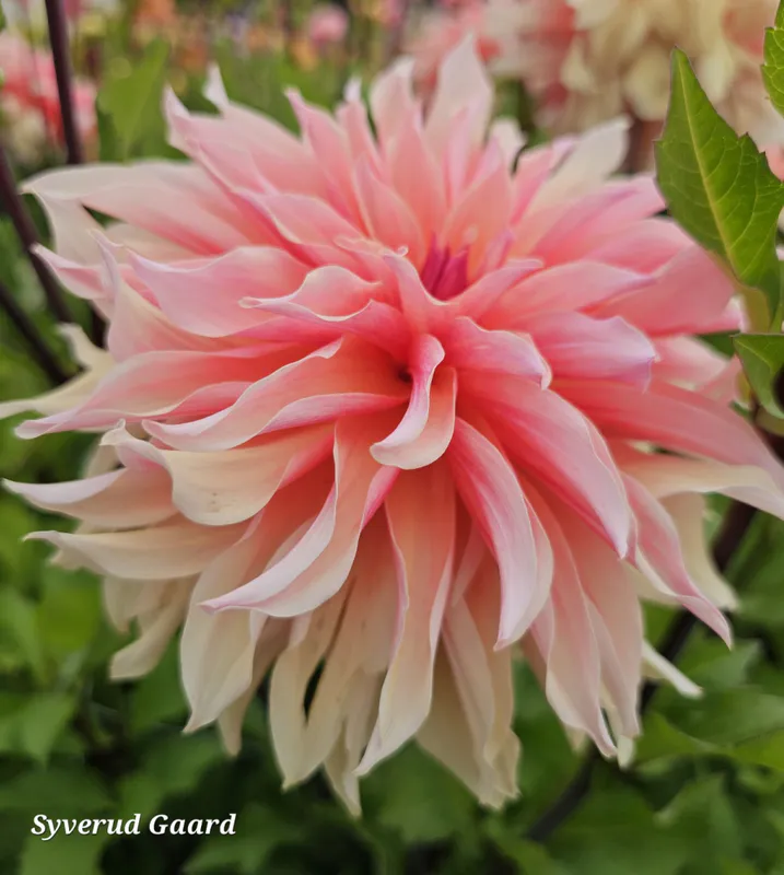 Dahlia Labyrinth