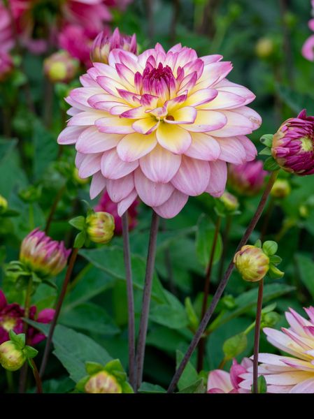 Hovedbilde Dahlia El Paso 