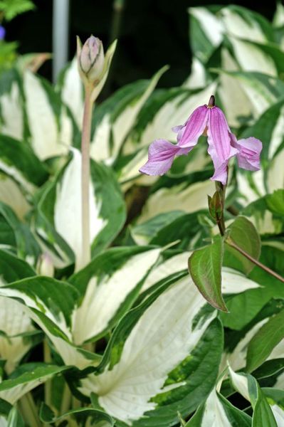 Hovedbilde Hosta Fire and Ice1 stykk 