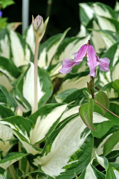 Hovedbilde Hosta Fire and Ice1 stykk 