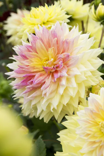 Hovedbilde Dahlia Advance