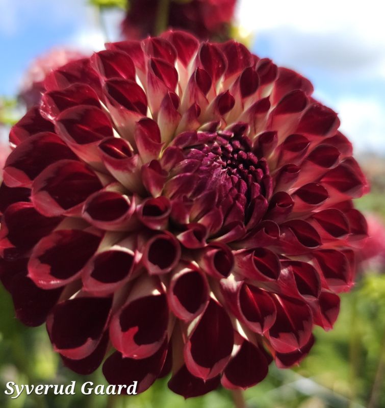 Dahlia Jowey Joshua 