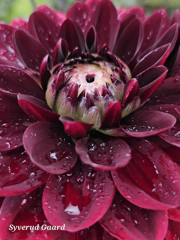 Dahlia After Dusk