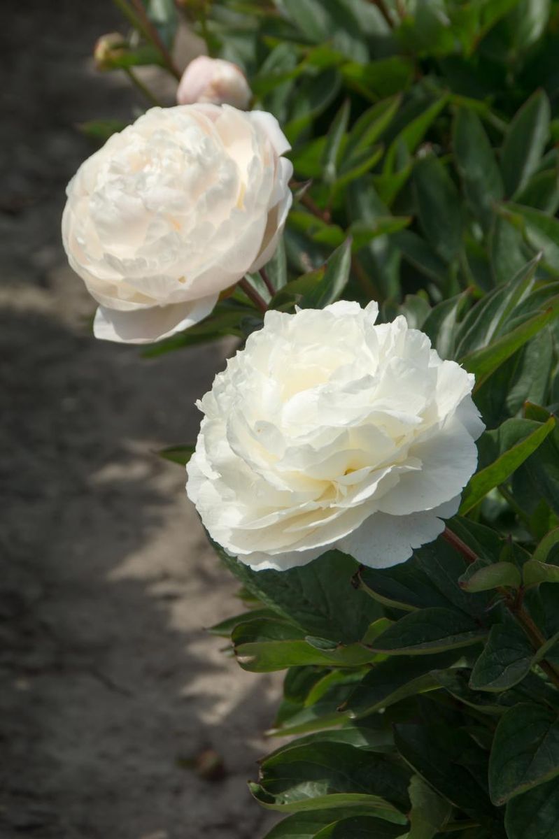 Paeonia Mothers Choice Nyhet