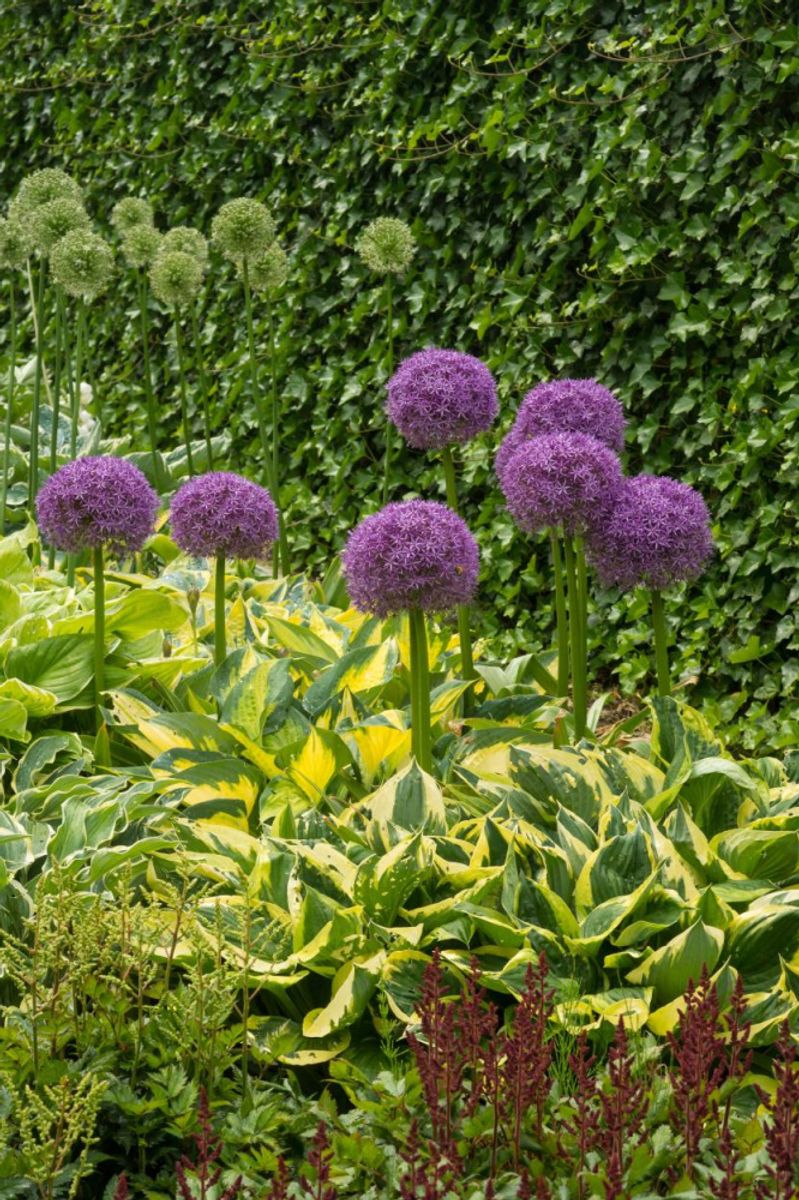 Allium Globemaster 1 stykk 