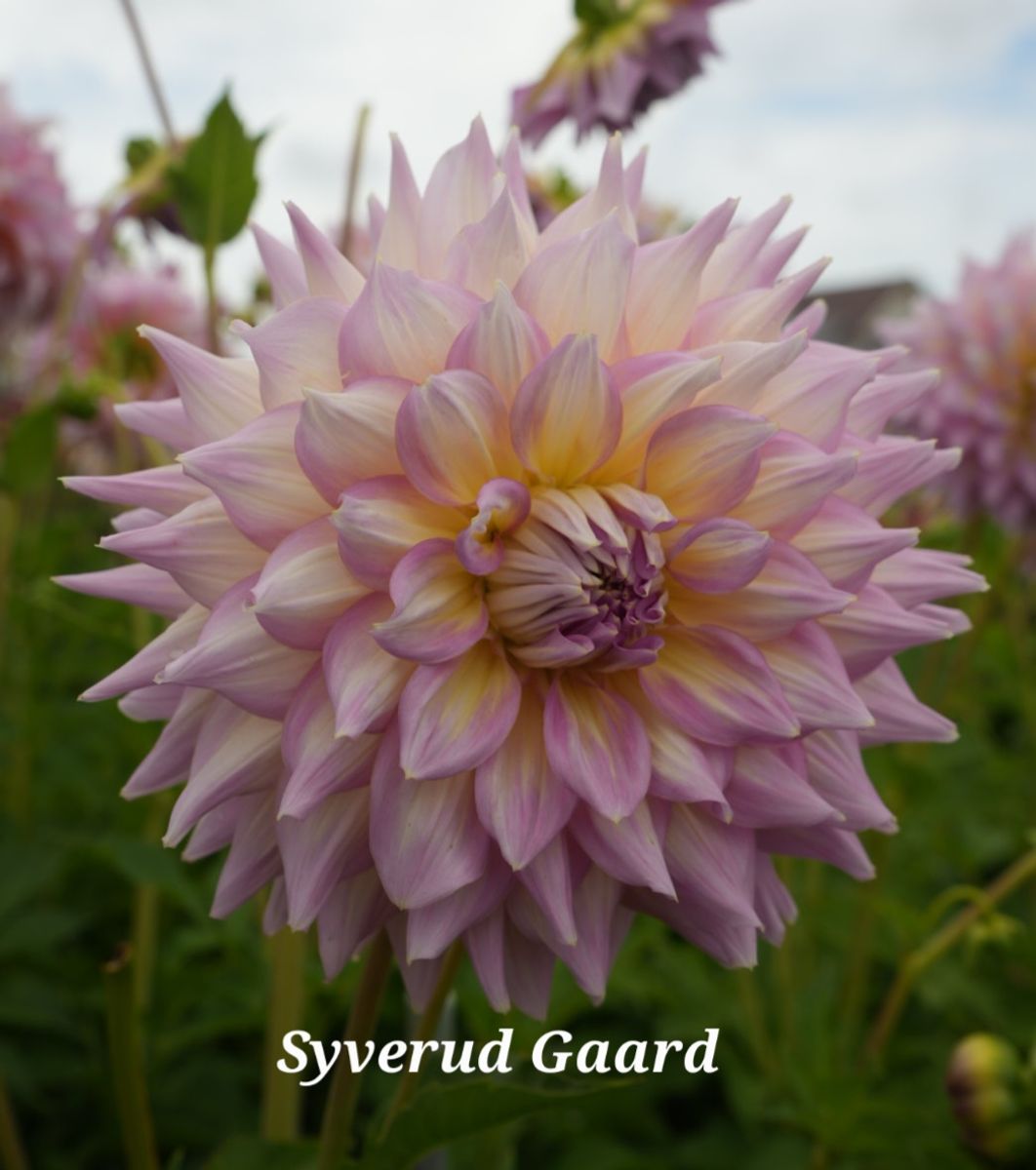Dahlia Kidd's Climax/ Strawberry Ice Nyhet 2026
