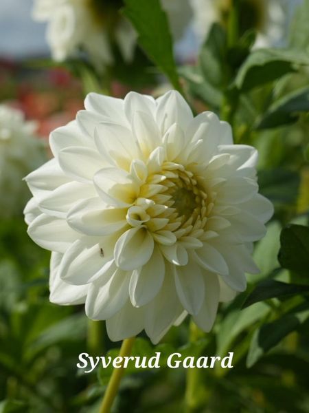 Hovedbilde Dahlia Polestar Nyhet 2026