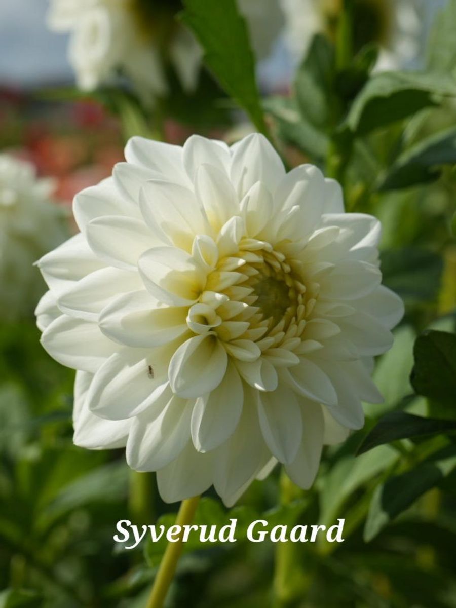 Dahlia Polestar Nyhet 2026