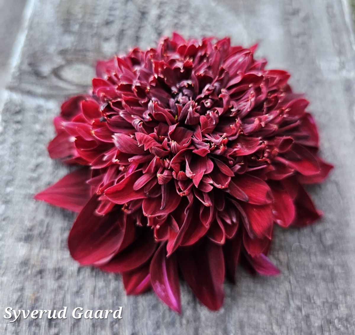 Dahlia Soulman 