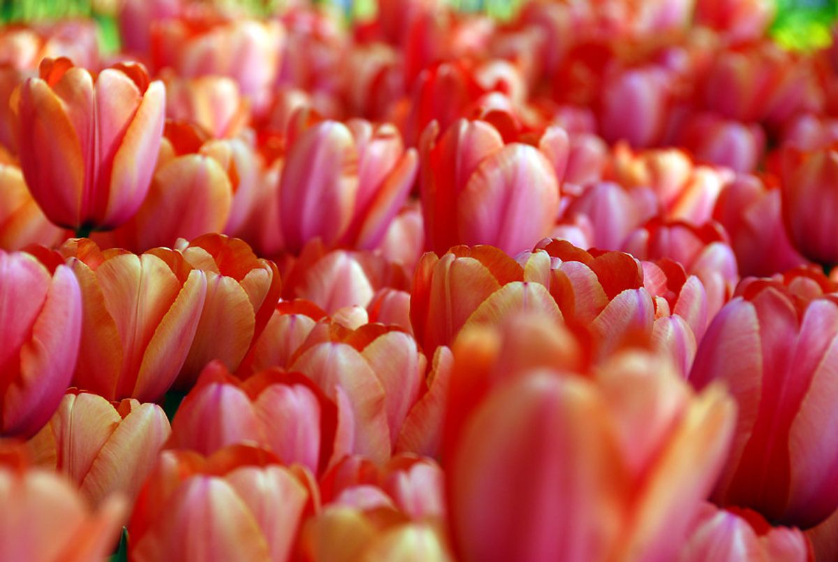 Tulipan Apricot Impression 7 stykk 