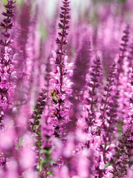 Hovedbilde Salvia nemorosa Caradonna Pink