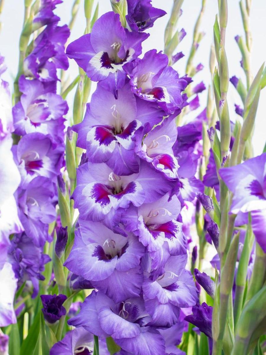 Gladiolus Vista 10 stykk Nyhet