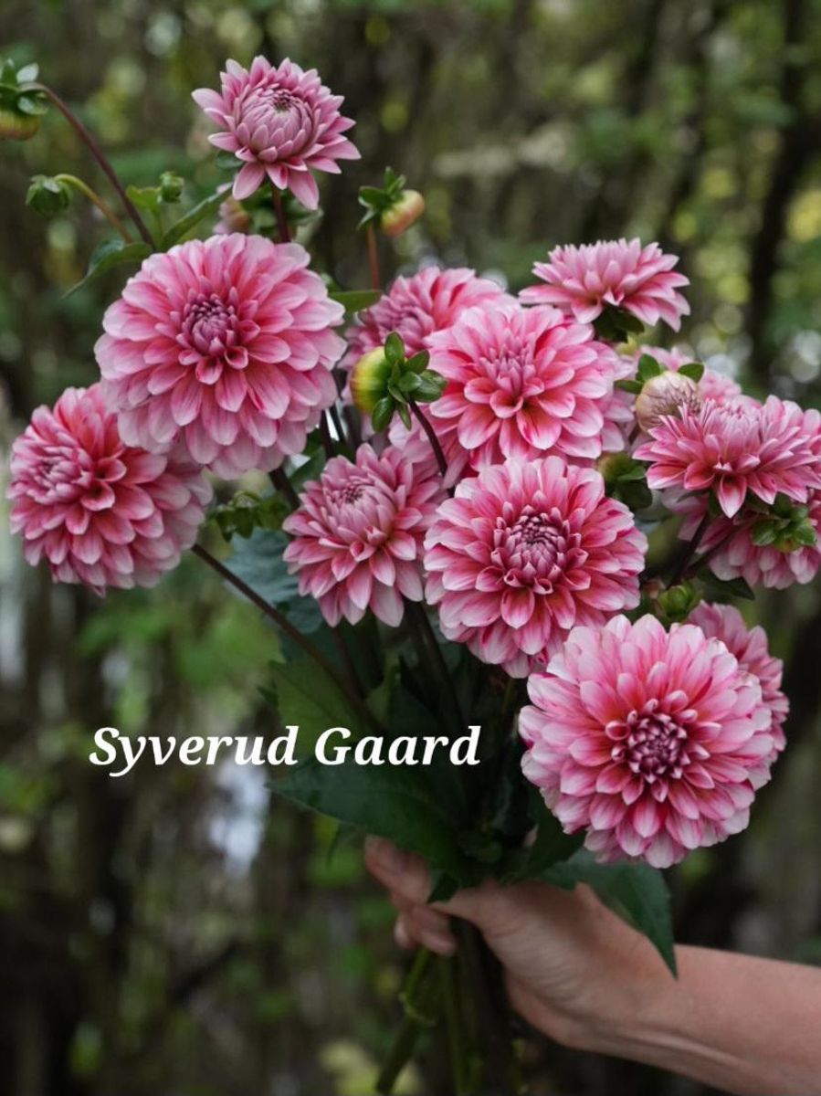 Dahlia Strawberry Cream 