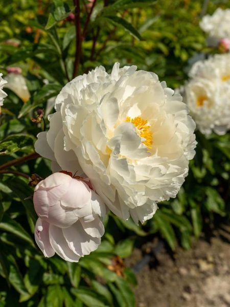 Hovedbilde Paeonia Vogue Nyhet