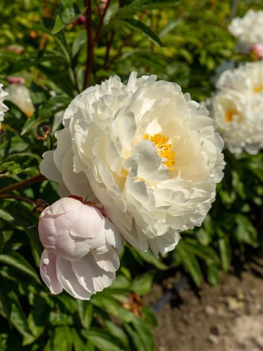 Paeonia Vogue Nyhet