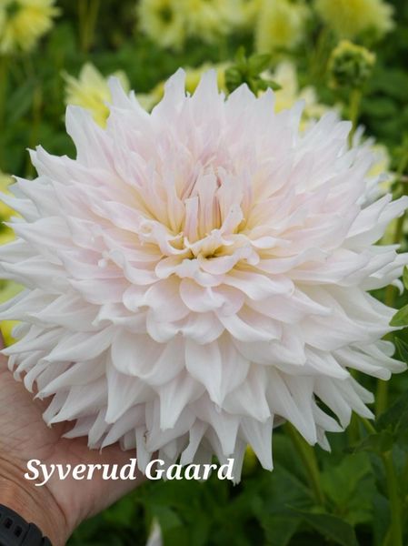 Hovedbilde Dahlia KA's Cloud 