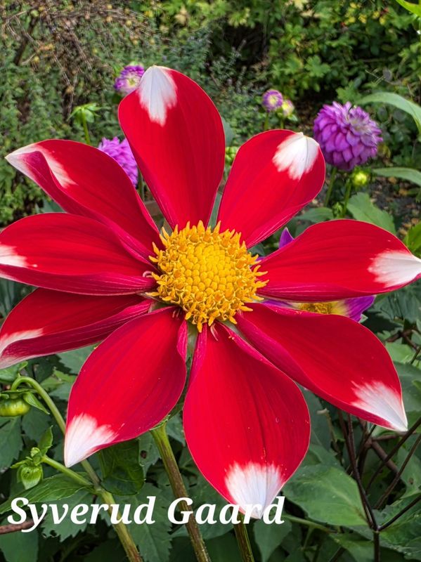 Dahlia Honka Red white Nyhet 2027