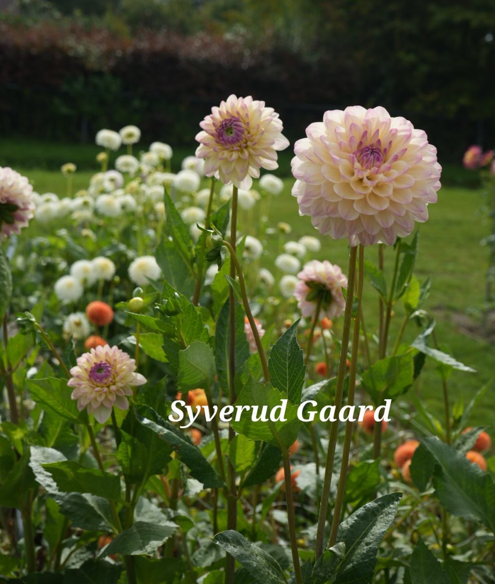 Dahlia Sturm Kika Nyhet 2025