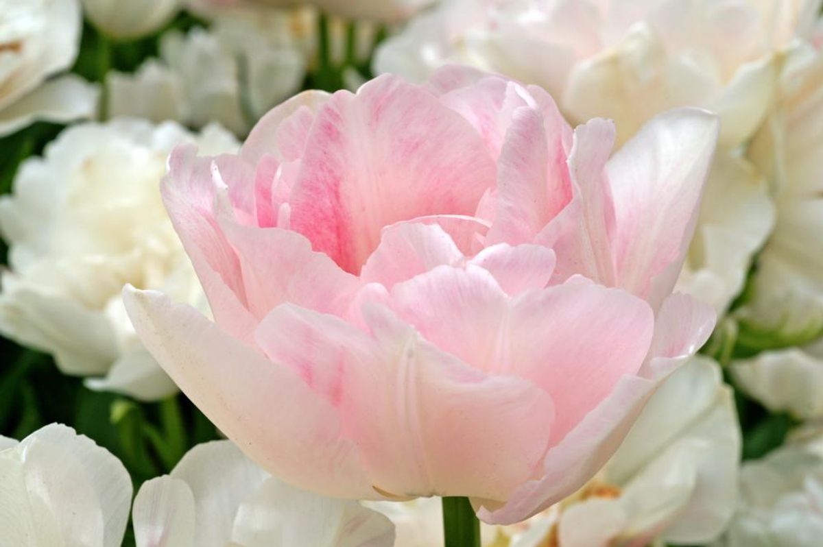 Tulipan Angelique 5 stykk 