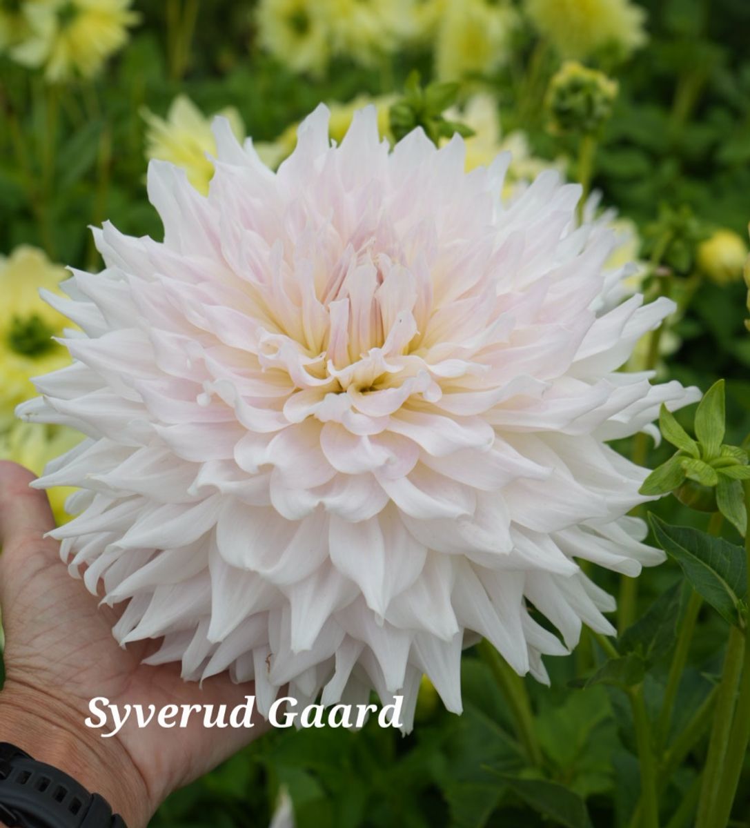 Dahlia KA's Cloud 