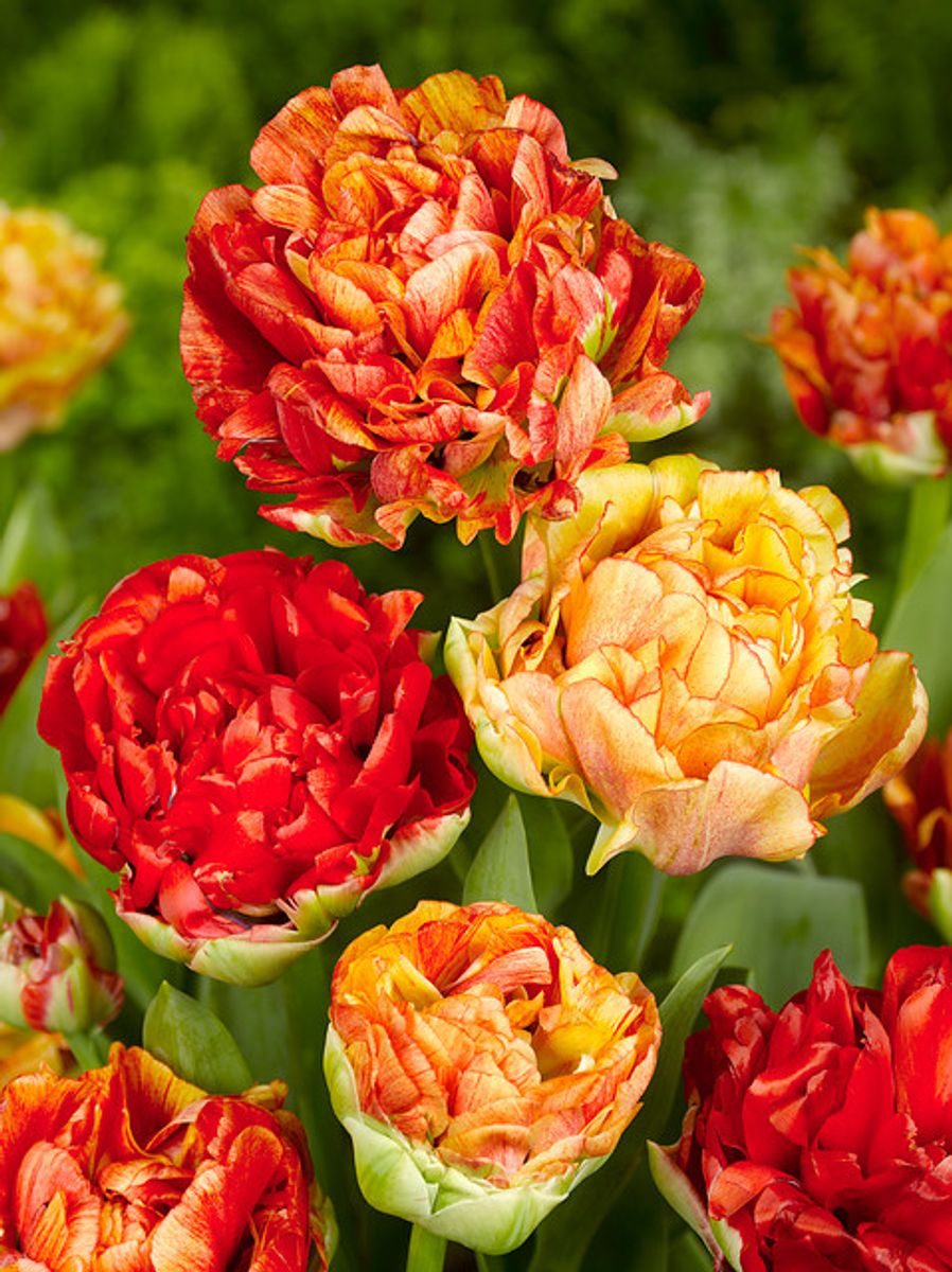 Tulipan Gudoshnik Double 10 stykk 