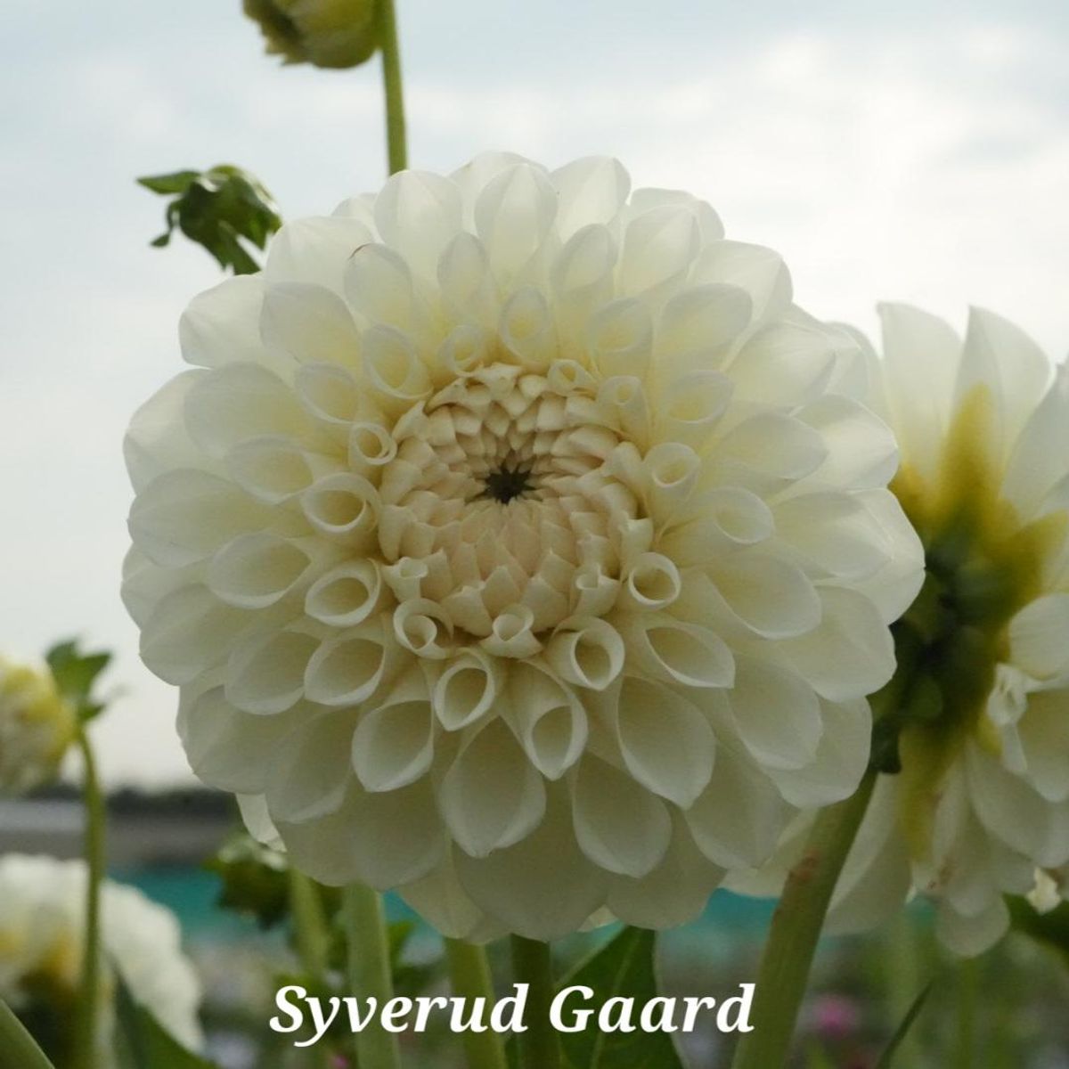 Dahlia Boom Boom White