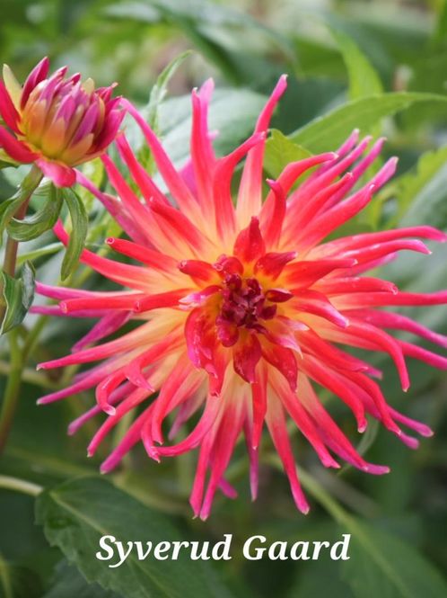 Hovedbilde Dahlia Bora Bora Nyhet 2027