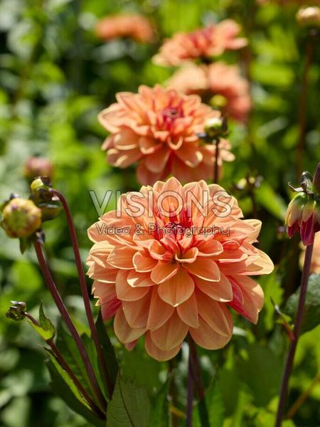 Hovedbilde Dahlia Arancia  Nyhet 2026