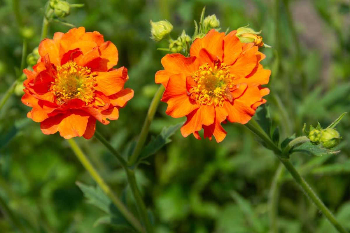 Geum Miss Clementine 1 stykk   Nyhet