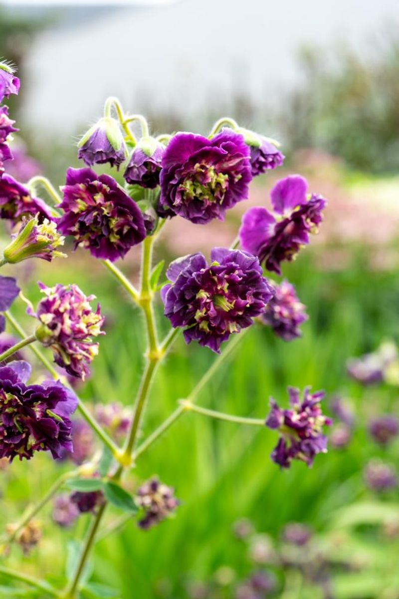 Geranium Phaeum  Joseph Green 1 stykk 