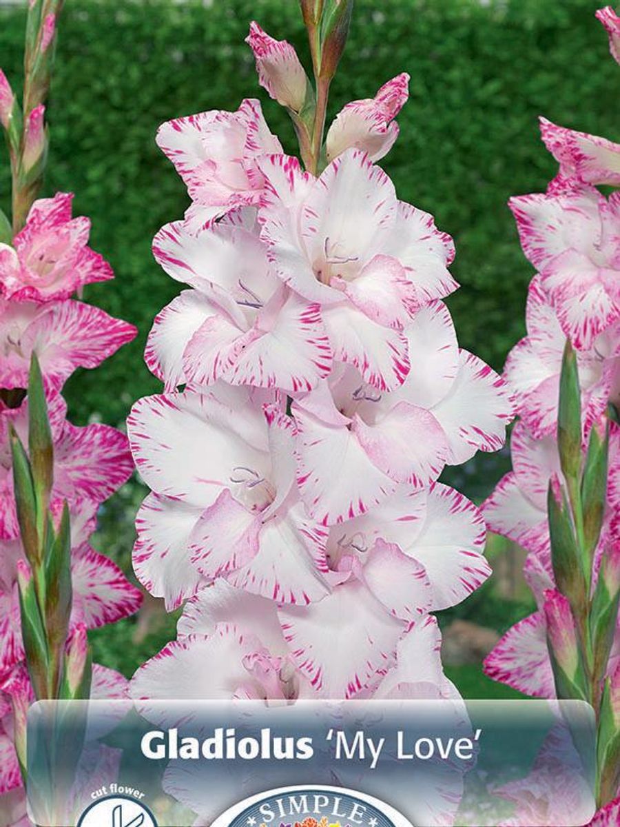 Gladiolus My Love !0 stykk Nyhet