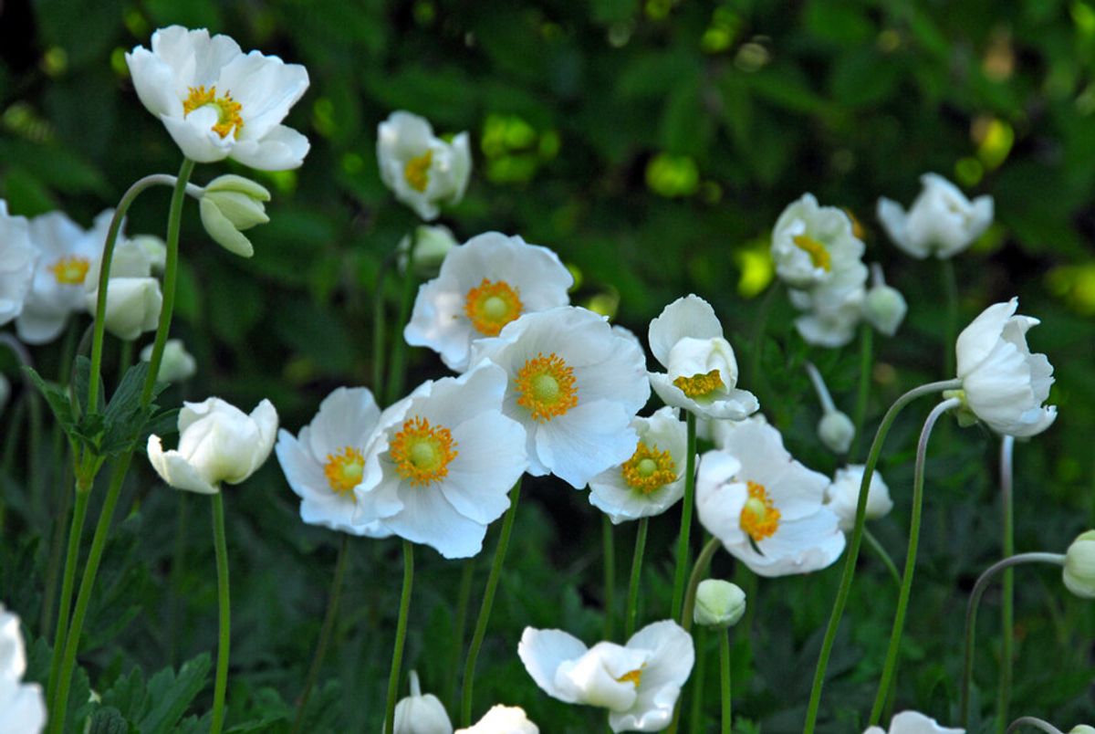 Anemone the Bride 15 stykk Nyhet