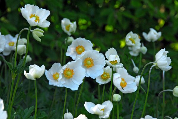 Hovedbilde Anemone the Bride 15 stykk Nyhet