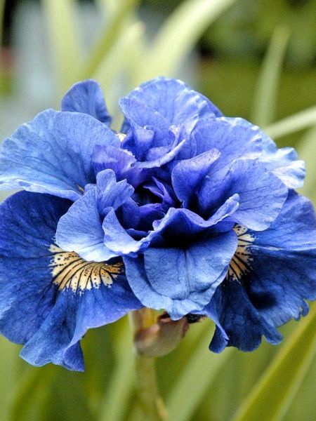 Hovedbilde Iris Sibirica Concord Crush 1stykk 