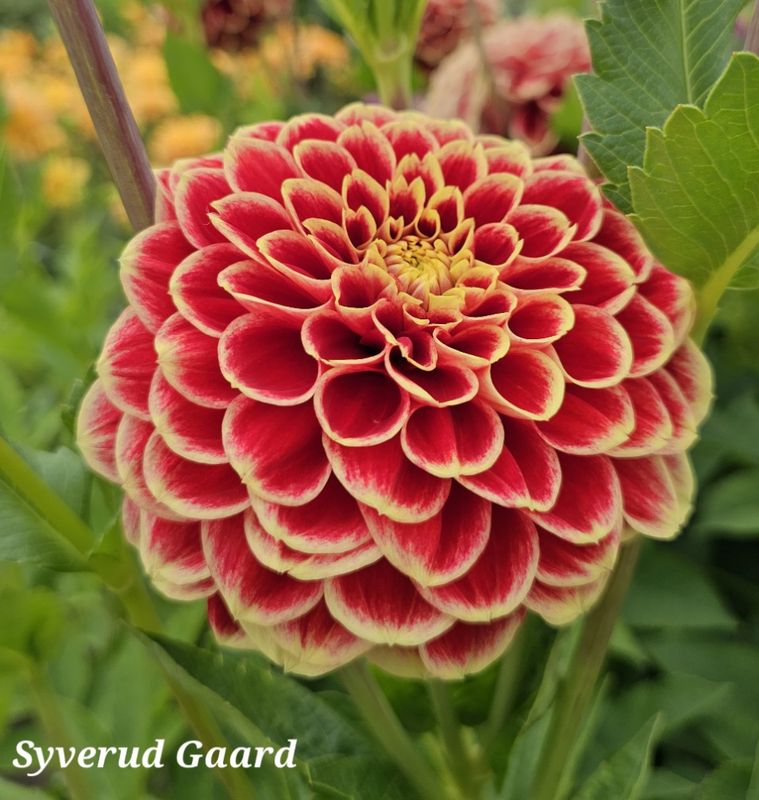 Dahlia Jowey Hubert 