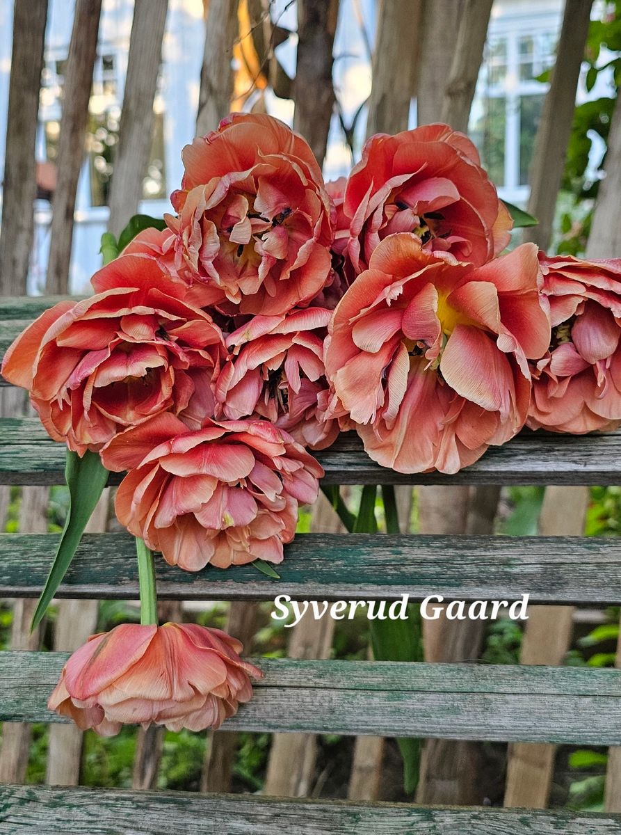 Tulipan Copper Image 10 stykk 