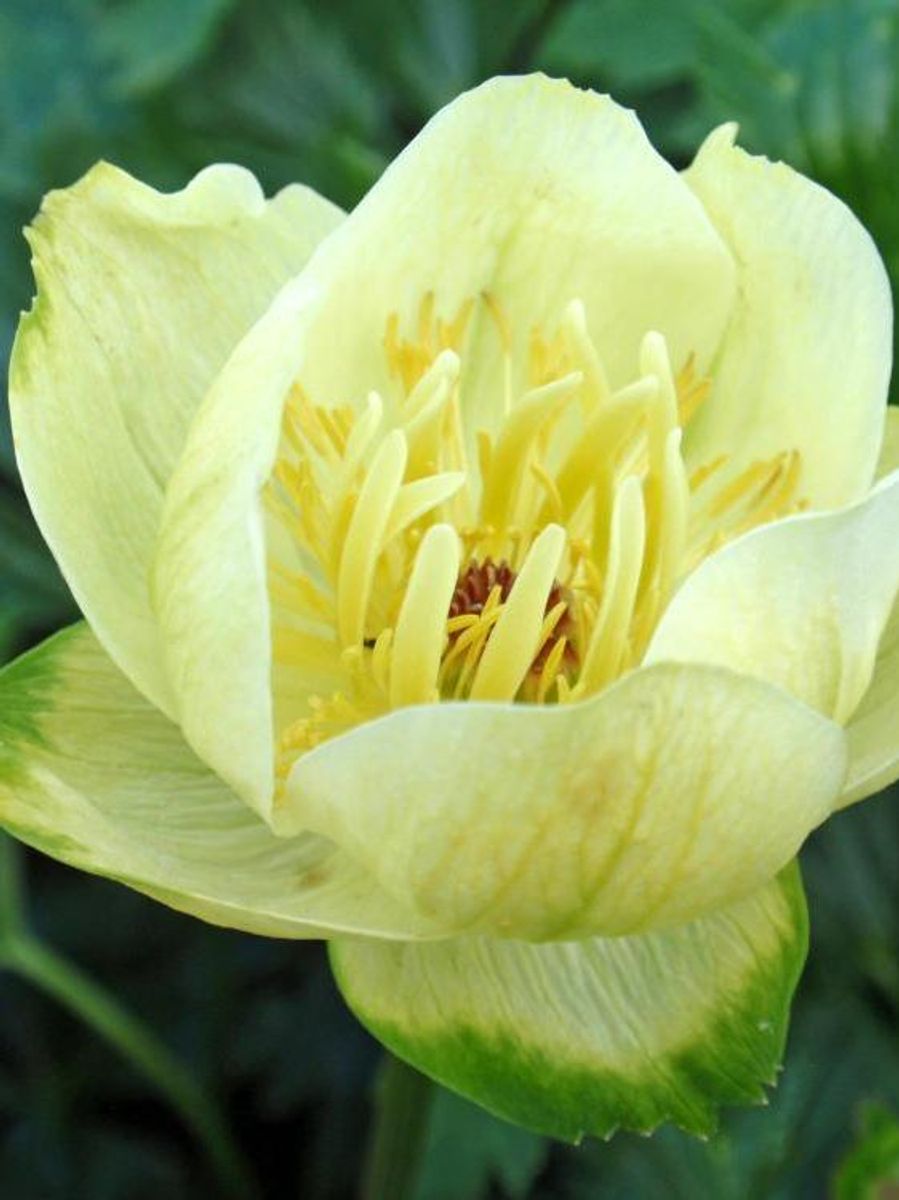 Trollius Alabaster 1 stykk 