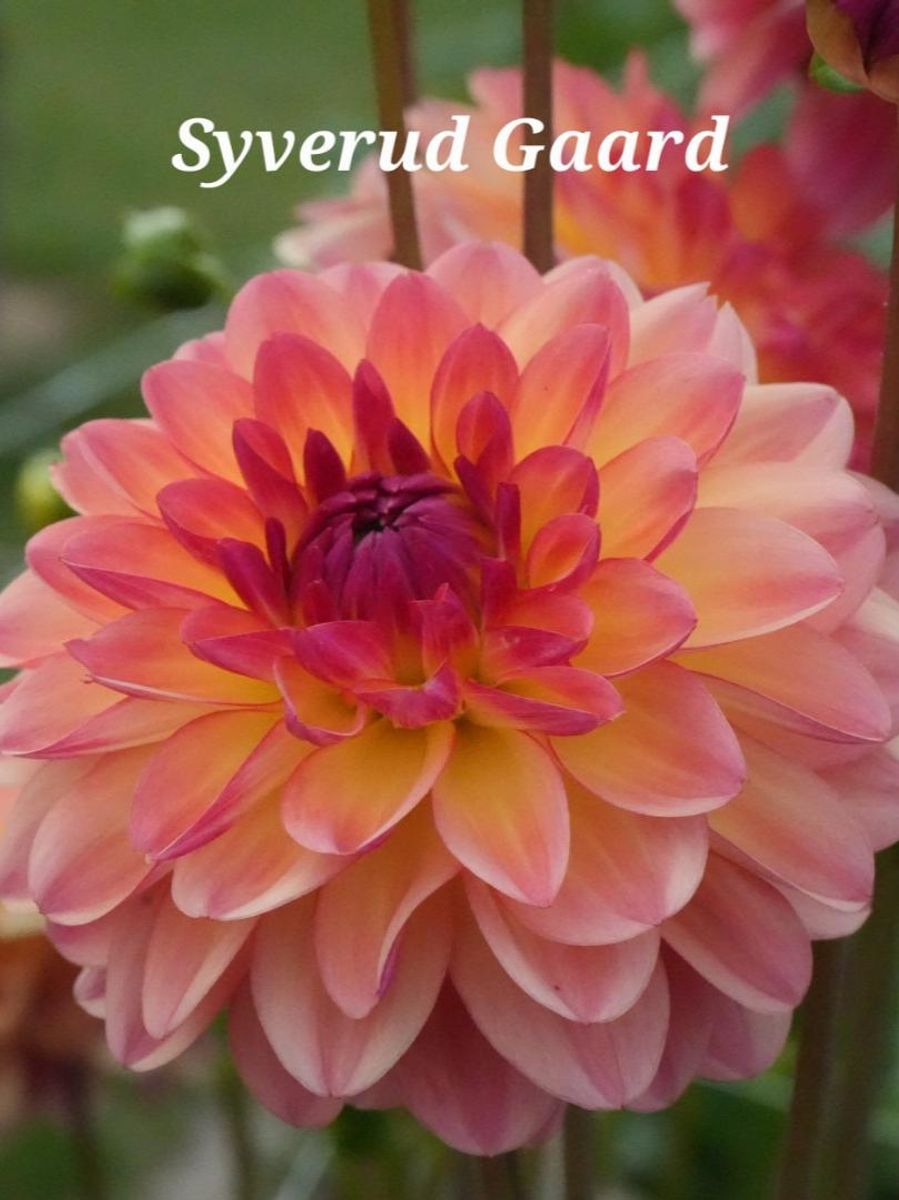 Dahlia Erna Panzer 