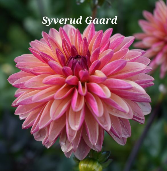 Hovedbilde Dahlia Madame Antoinette  Nyhet 2026