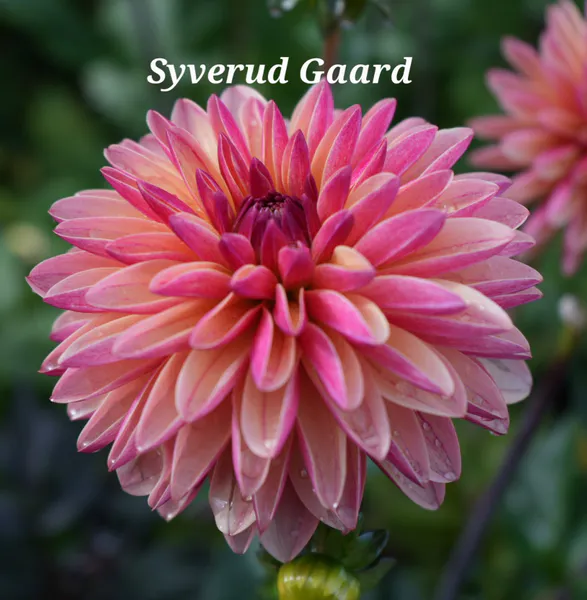 Hovedbilde  Dahlia Madame Antoinette  Nyhet 2026