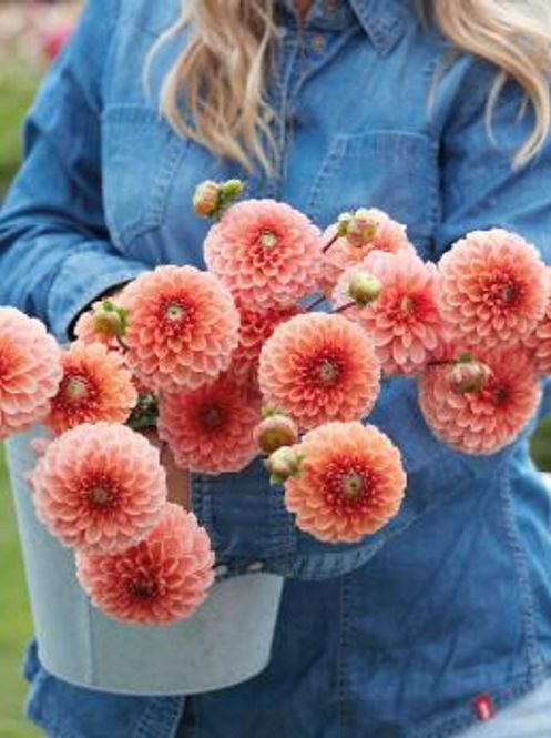 Hovedbilde Dahlia Bazuin Salmon Orange 