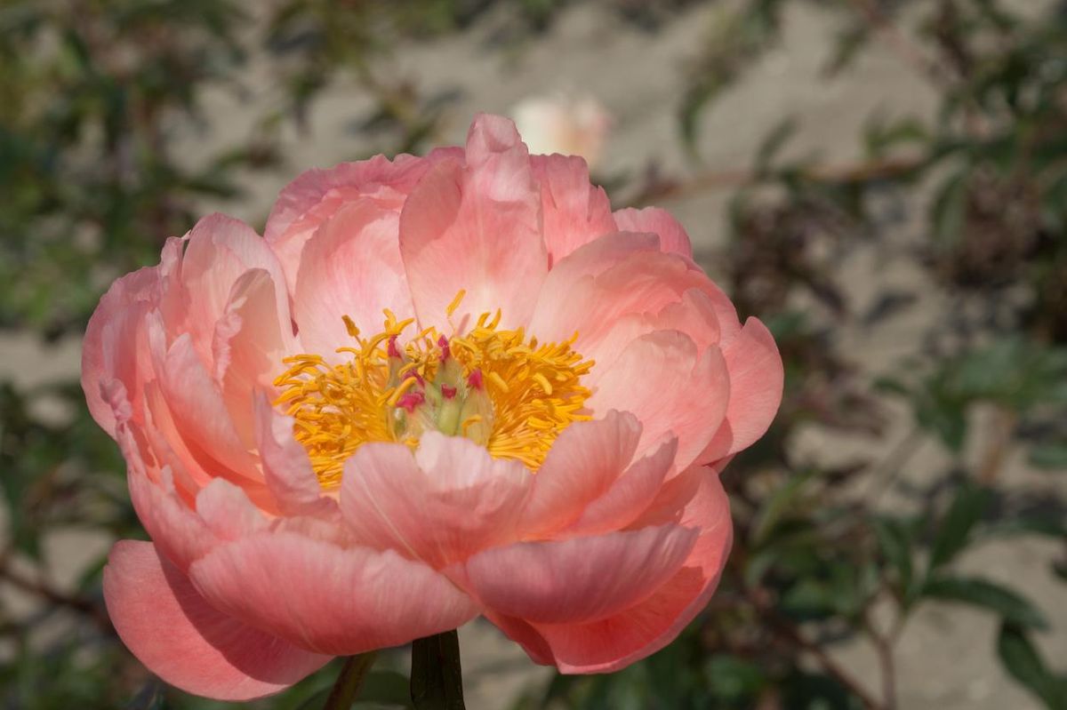 Paeonia Coral Charm størrelse 2/3