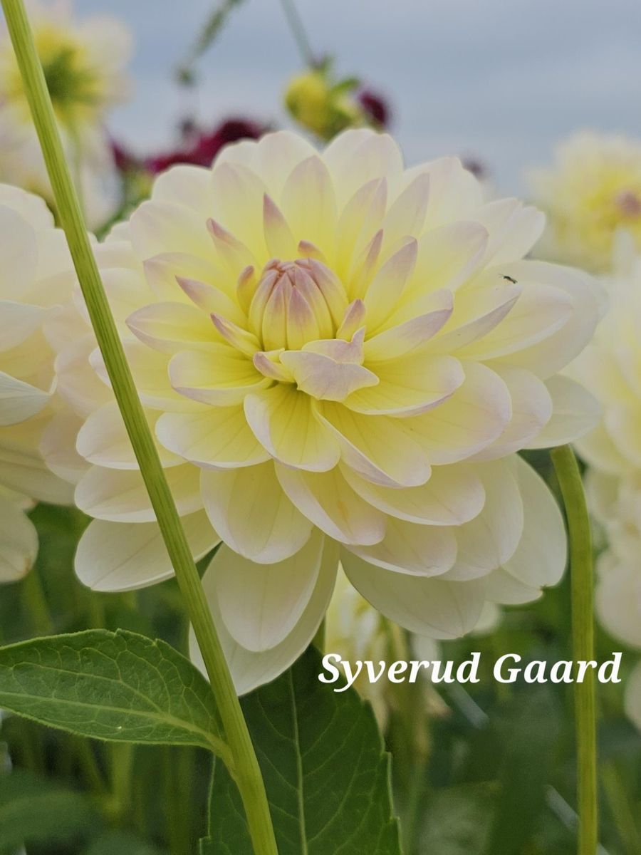 Dahlia Sandia Serenity Nyhet 2026